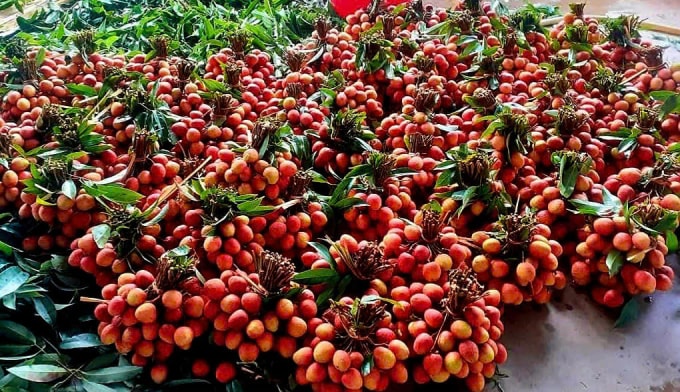 Vải tại nhà vườn ở Đăk Lăk. Ảnh: Ngọc Lan