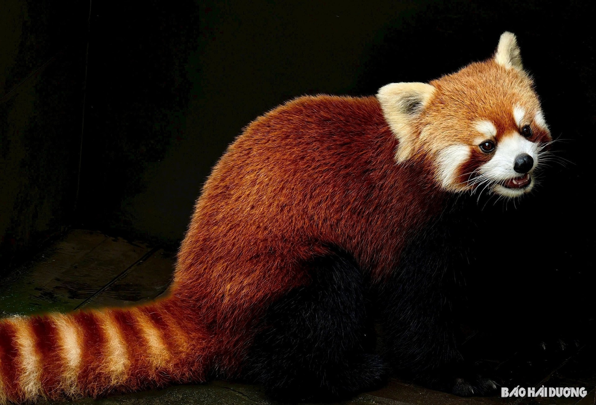 Gấu trúc đỏ vận động nhiều hơn vào ban đêm
