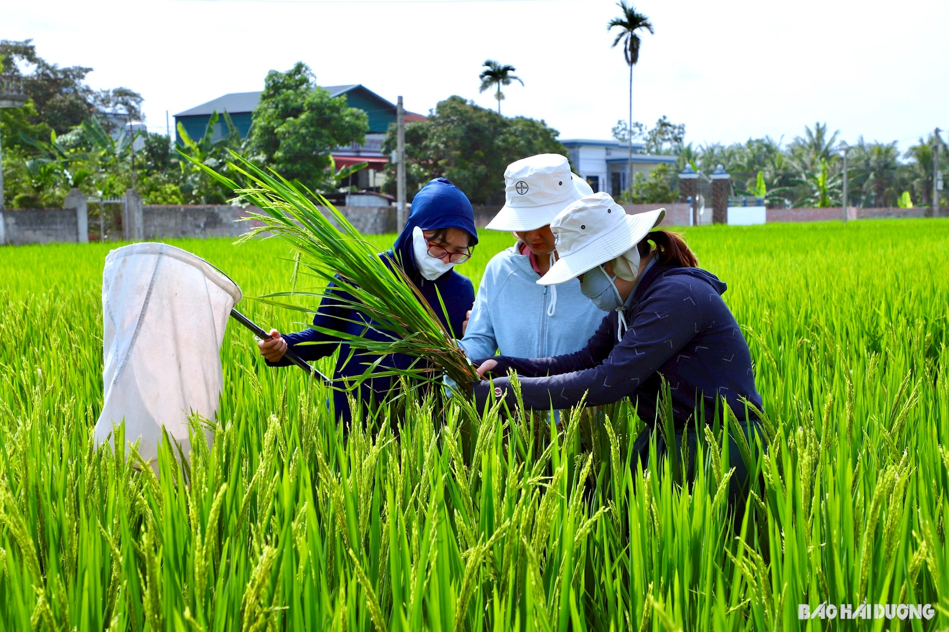 plant-protection-engineer.jpg