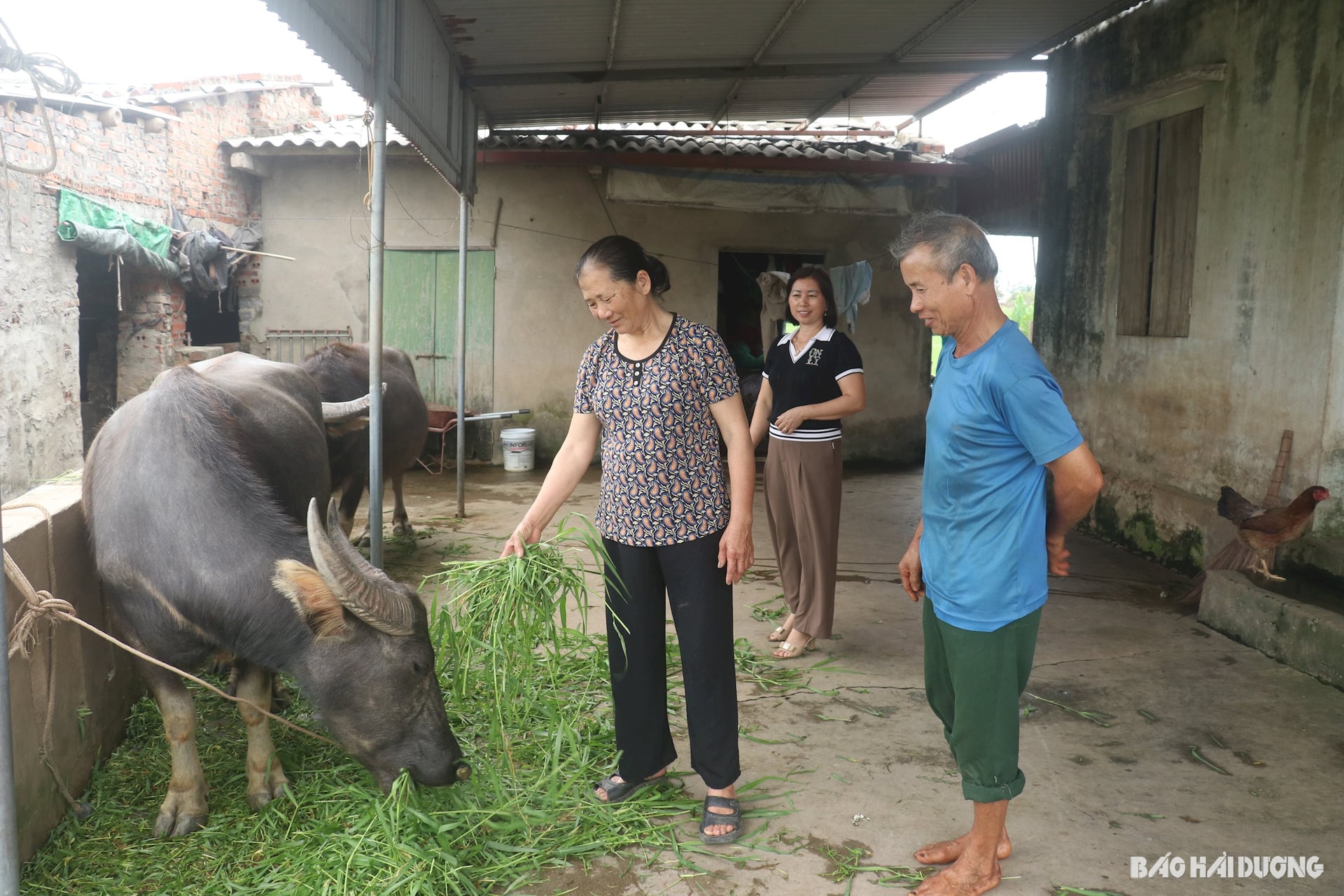 ការចិញ្ចឹមគោ.jpg
