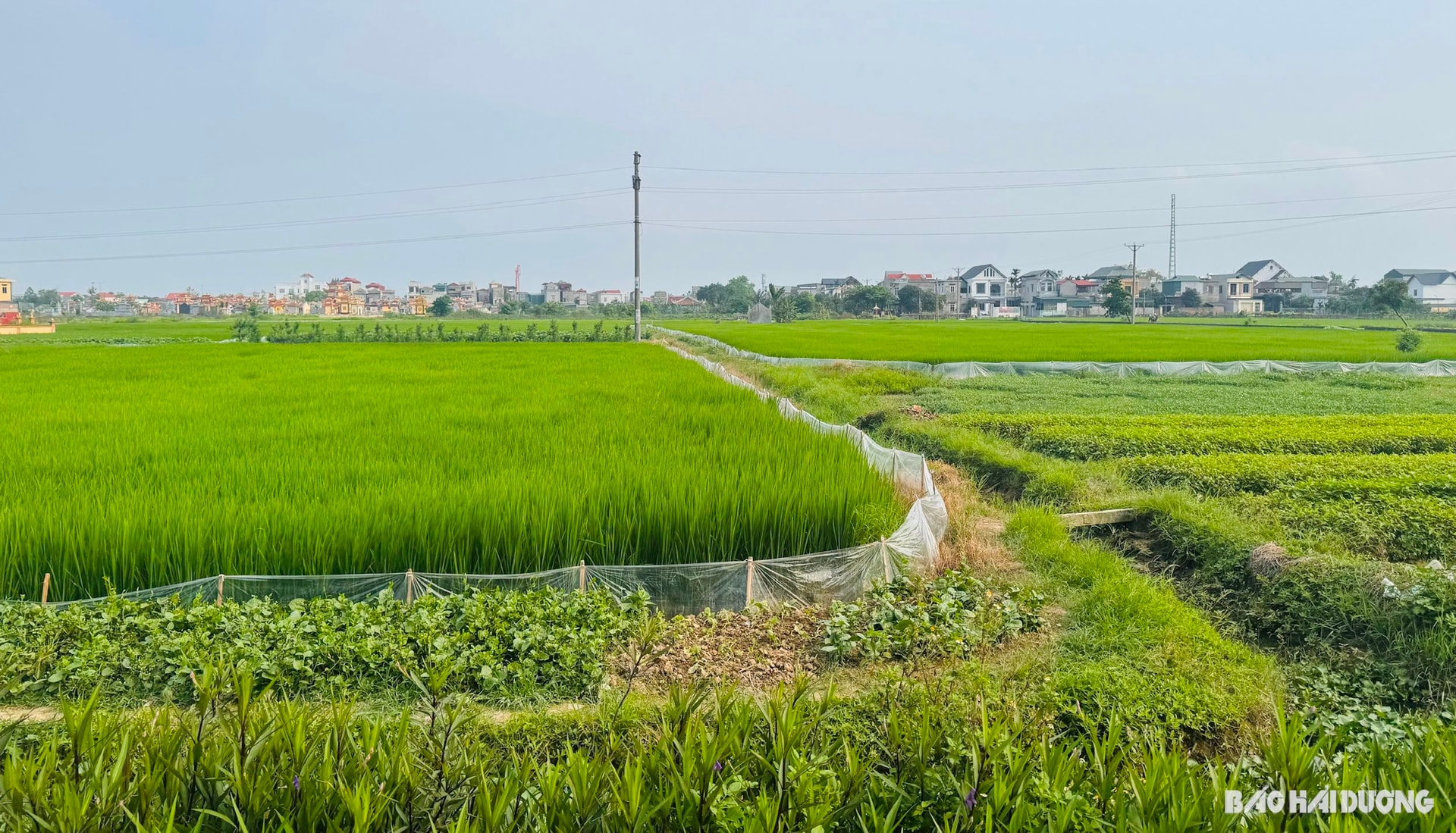 Dự án đường sắt Lào Cai - Hà Nội - Hải Phòng sẽ đi qua khu vực thôn Hoàng Kim, xã Yết Kiêu (Gia Lộc)