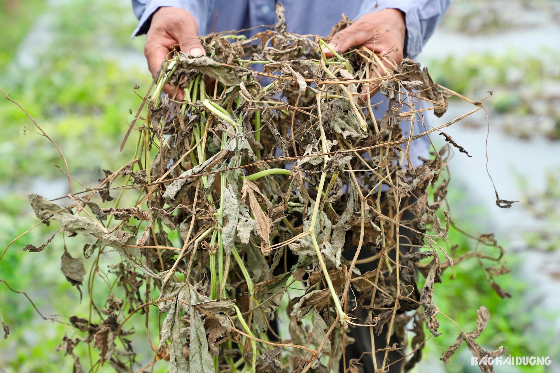 Phần lớn diện tích dưa hấu ở xã Thái Tân vụ này bị héo dây