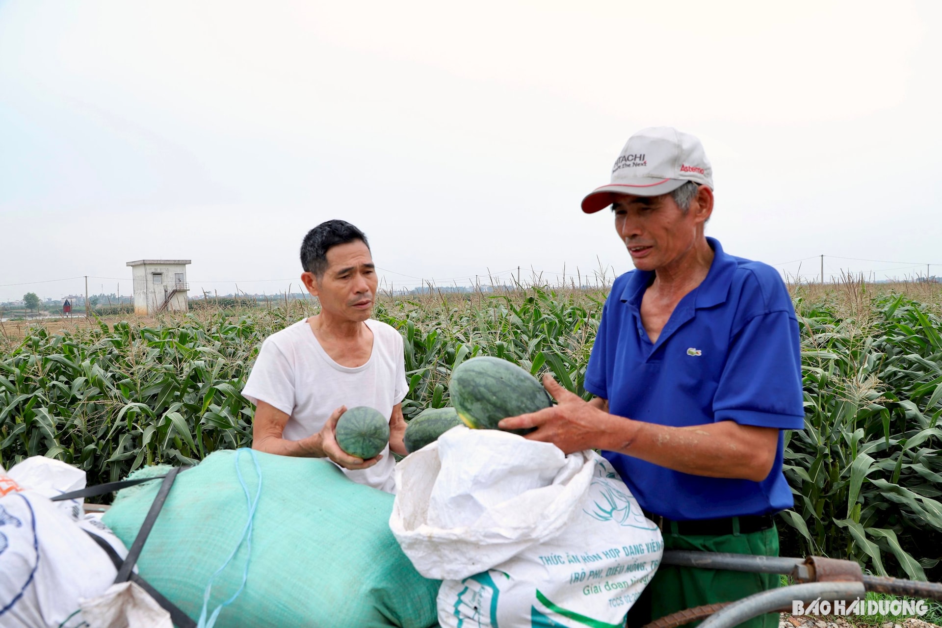 Ông Phạm Văn Hiển, Bí thư Chi bộ, Trưởng thôn Tân Thắng (áo trắng) xuống đồng chia sẻ với nỗi buồn mất mùa dưa hấu, dưa lê với bà con