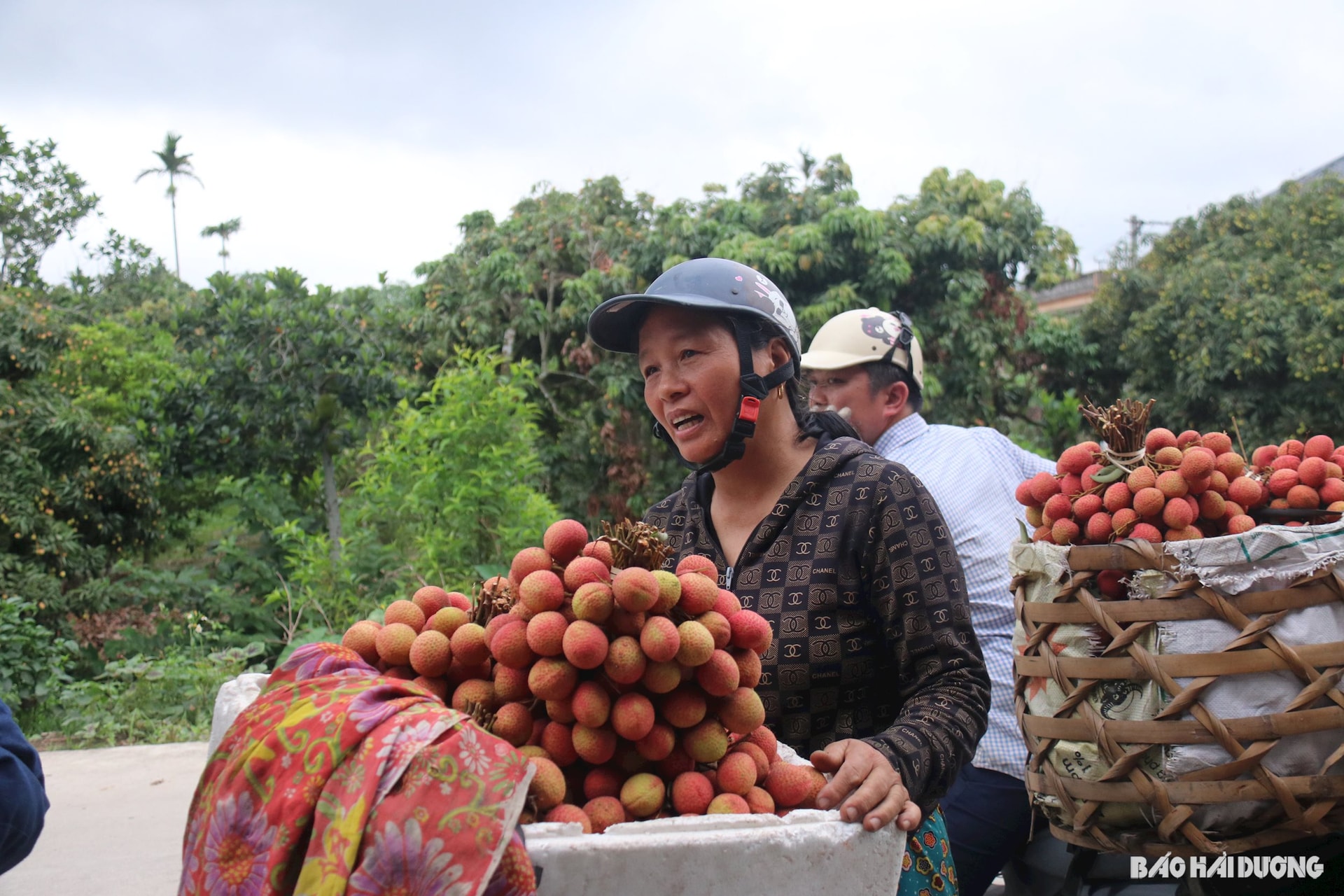 Sáng 31/5, vải Thanh Hà được bán với giá cao