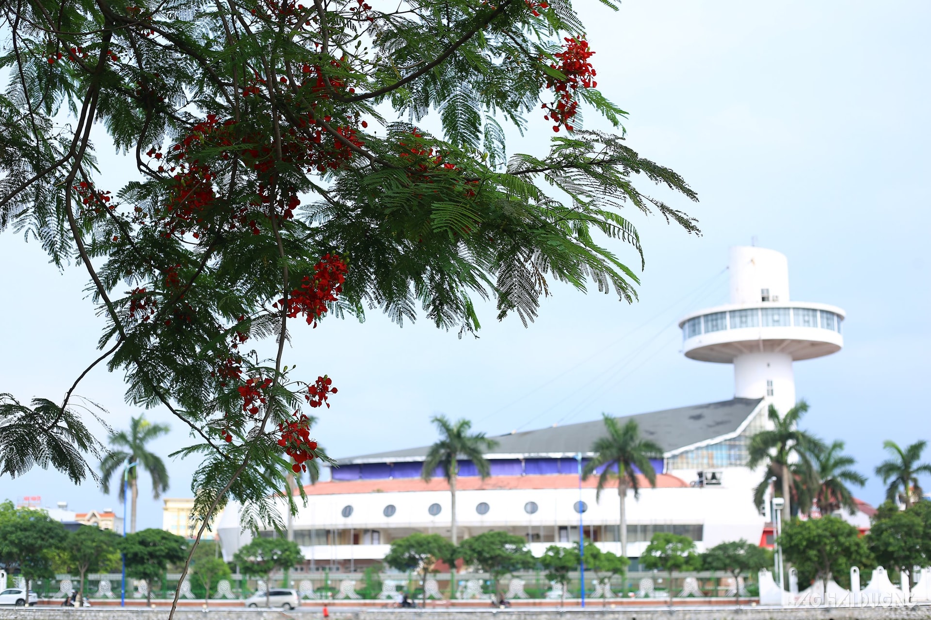 Tại TP Hải Dương, hoa phượng cũng bắt đầu bung nở rực rỡ. Trong ảnh: Hoa phượng bên bờ sông Sặt, phía đối diện Nhà Thi đấu Hải Dương