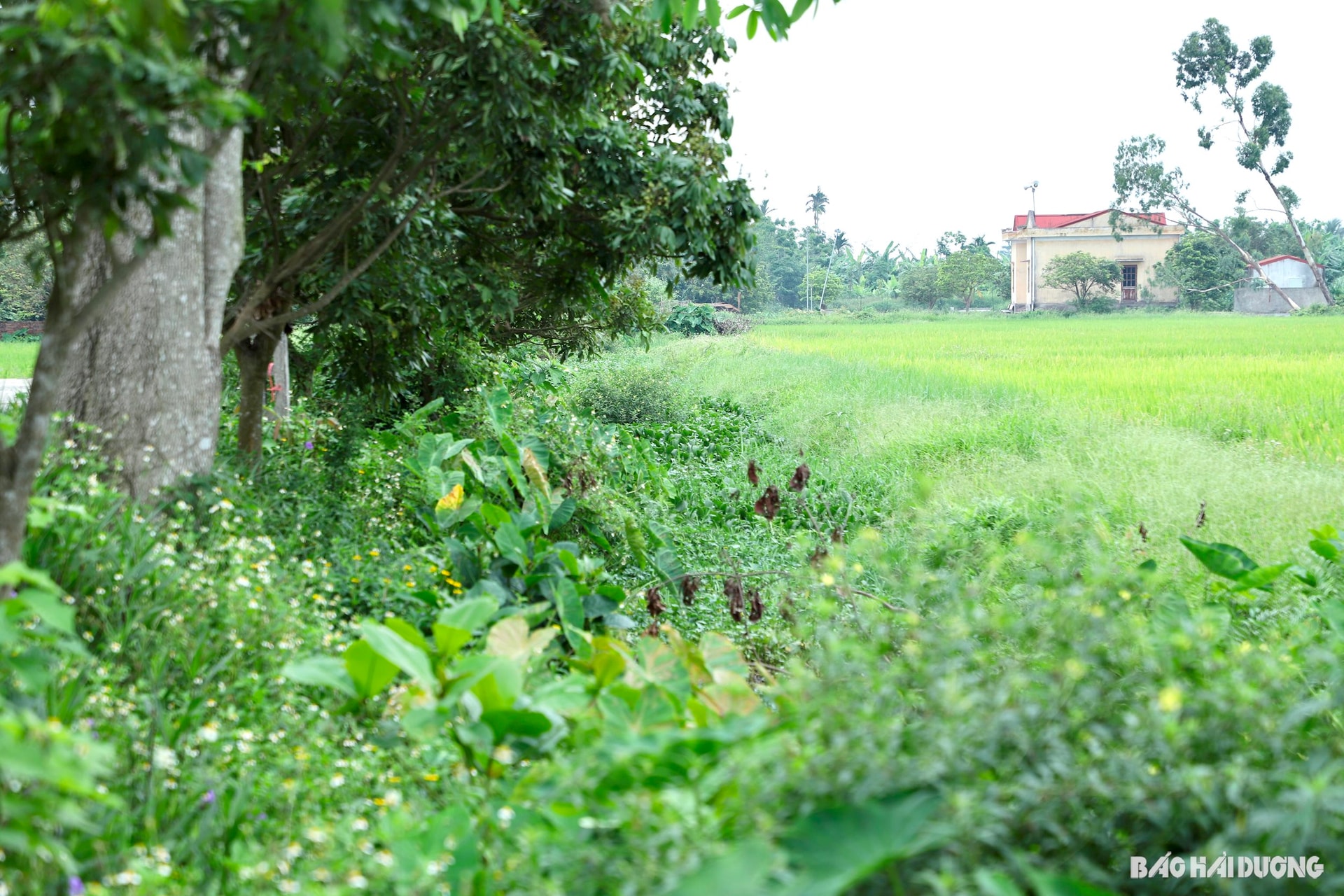 kenh-muong.jpg