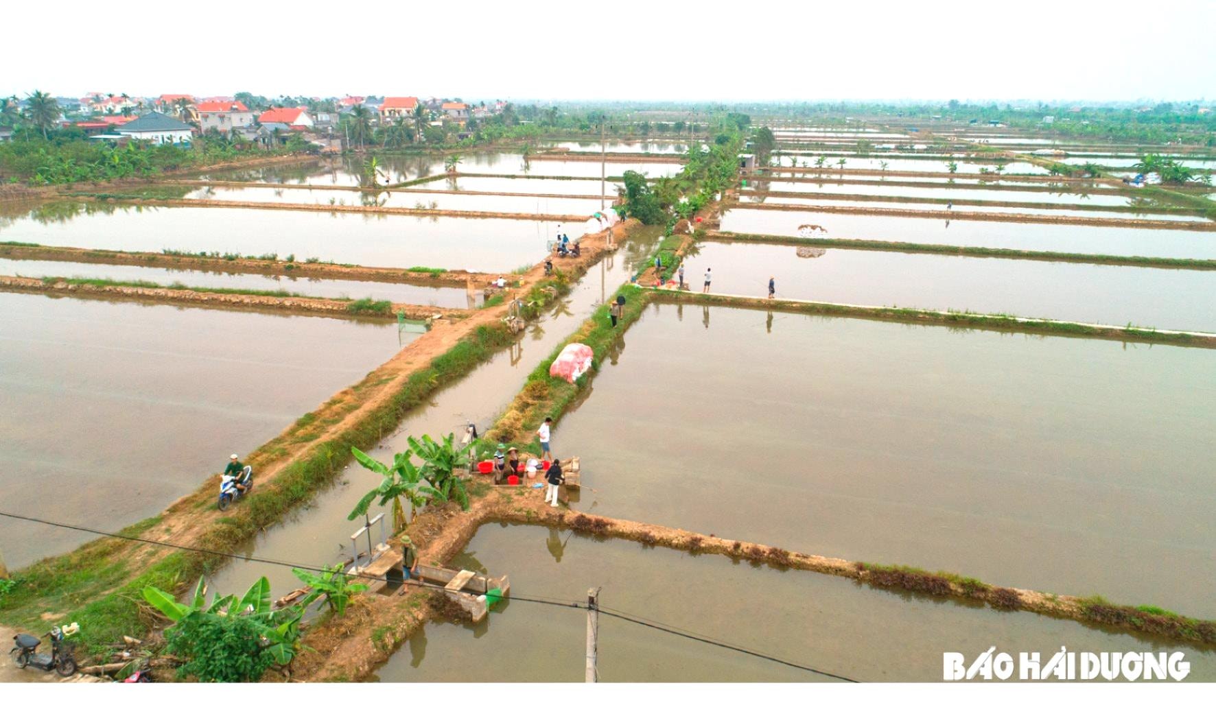 toan-canh-ruoi-an-thanh.jpg