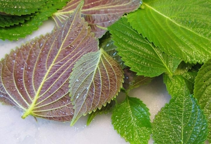 Lá tía tô chứa nhiều chất chống oxy hóa và vitamin giúp làm sáng da, ngừa mụn, chậm lão hóa nếu sử dụng đúng cách. (Ảnh minh hoạ)