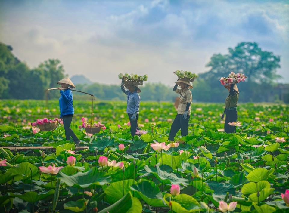 Mùa sen nở rộ dưới núi đá vôi hùng vĩ Ninh Bình - 2