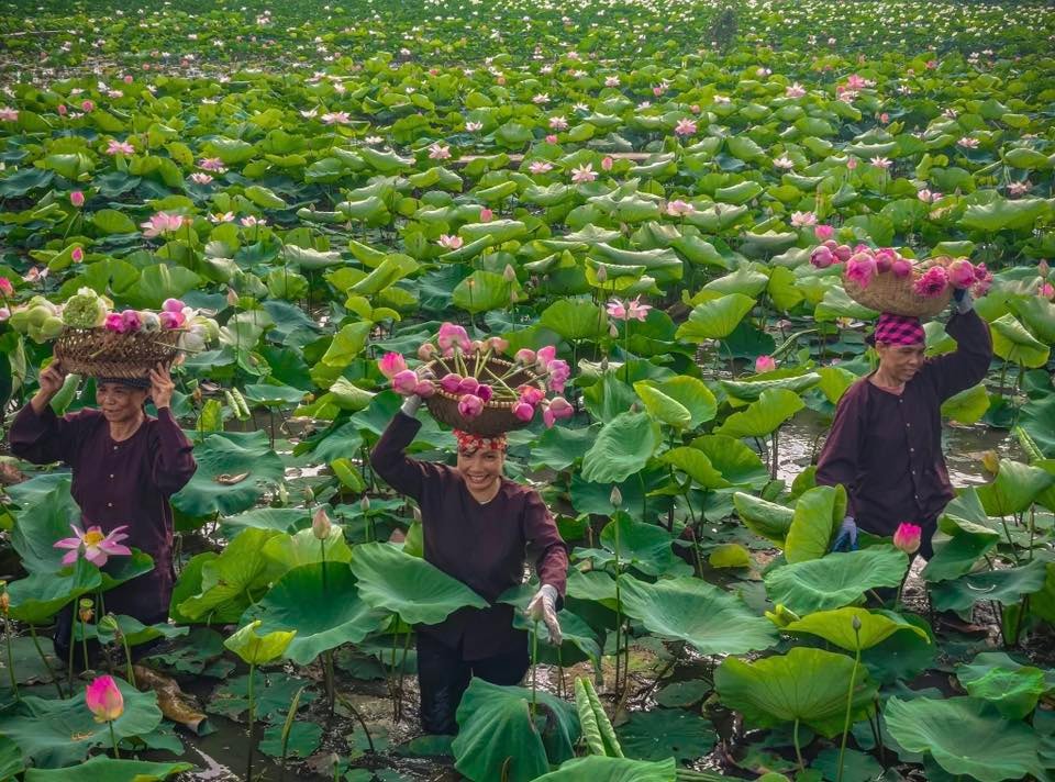 Mùa sen nở rộ dưới núi đá vôi hùng vĩ Ninh Bình - 3