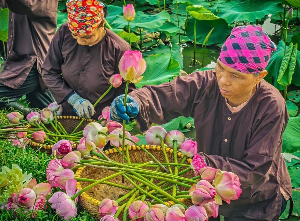 Mùa sen nở rộ dưới núi đá vôi hùng vĩ Ninh Bình - 4