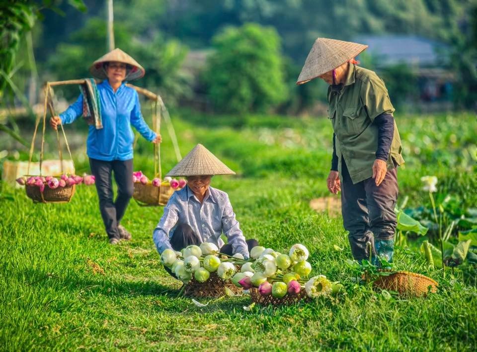 Mùa sen nở rộ dưới núi đá vôi hùng vĩ Ninh Bình - 5