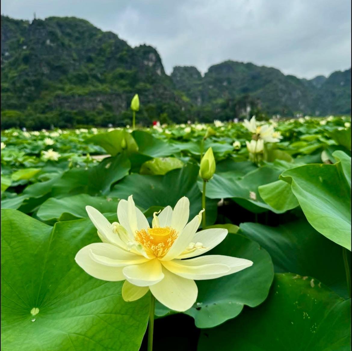 Mùa sen nở rộ dưới núi đá vôi hùng vĩ Ninh Bình - 6