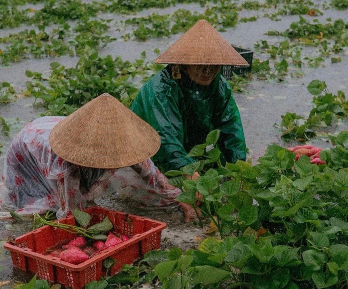 Bão số 1 gây mưa kỷ lục ở Quảng Nam, 16.700 ha lúa, hoa màu ngập nặng - Ảnh 2.