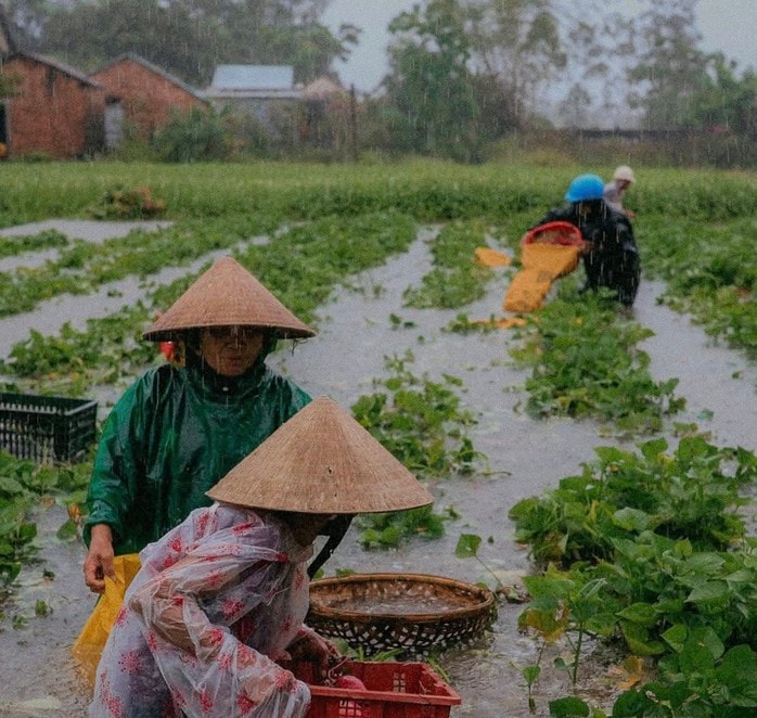 Bão số 1 gây mưa kỷ lục ở Quảng Nam, 16.700 ha lúa, hoa màu ngập nặng - Ảnh 1.