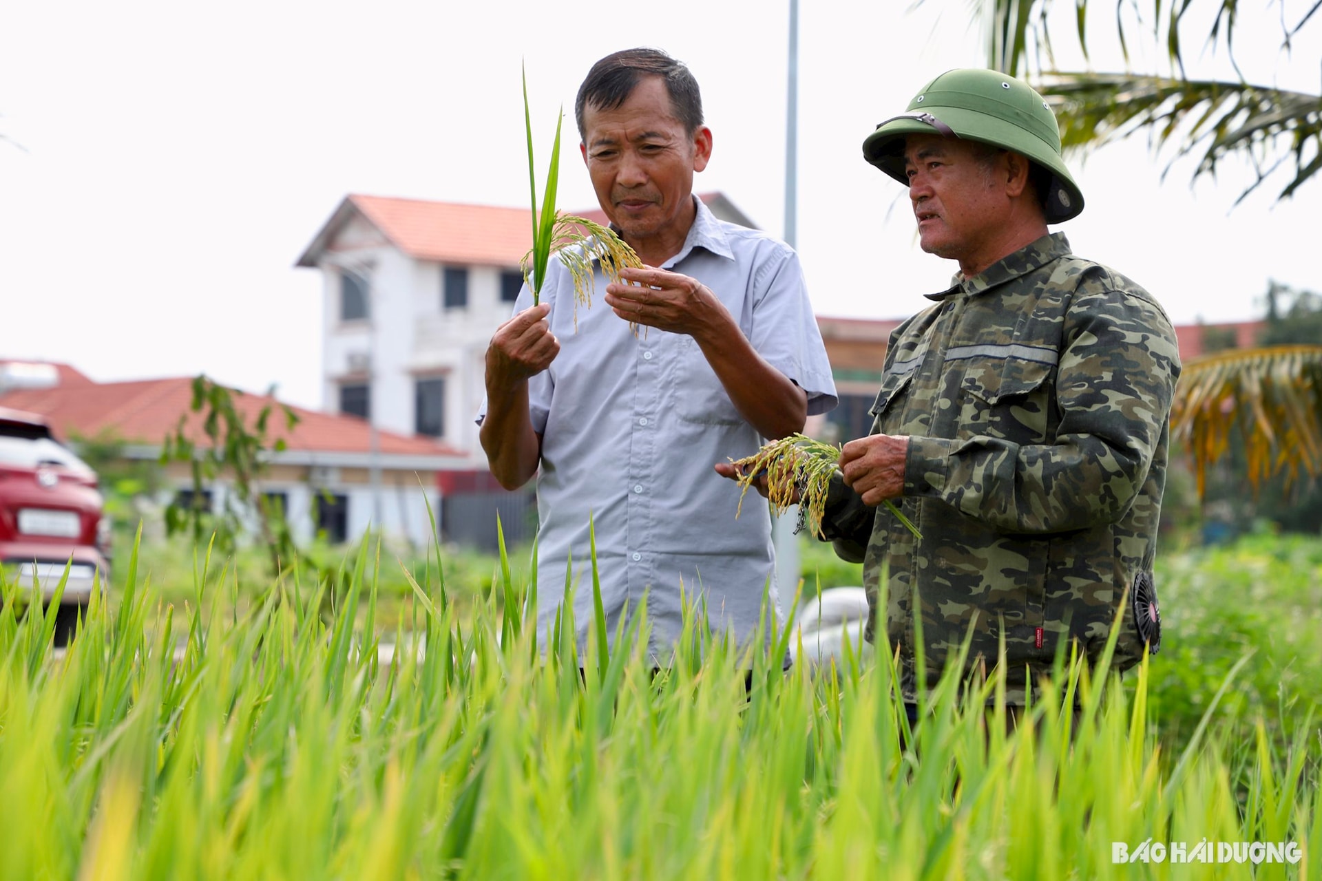canh-tac-lua-giam-phat-thai.jpg