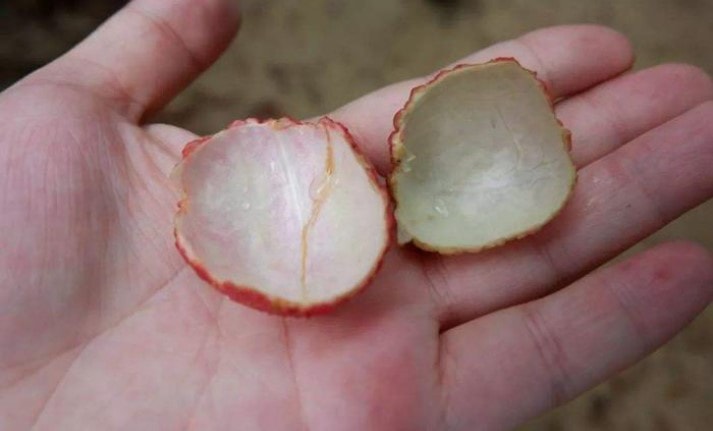 Vỏ vải có tác dụng thanh nhiệt, trị mụn nhọt rất hiệu quả. (Ảnh: Sina)