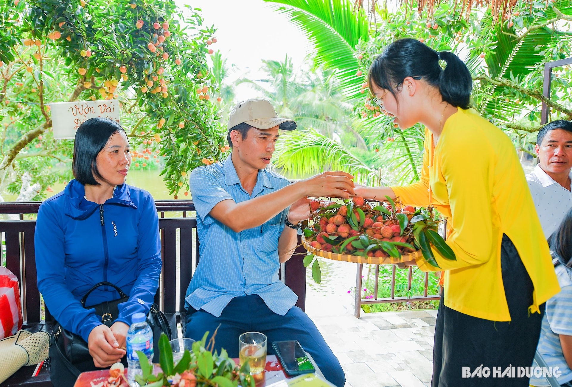 Người lớn cũng có thể tự bẻ vải hoặc được nhân viên trong khu du lịch mời thưởng thức vải tại vườn