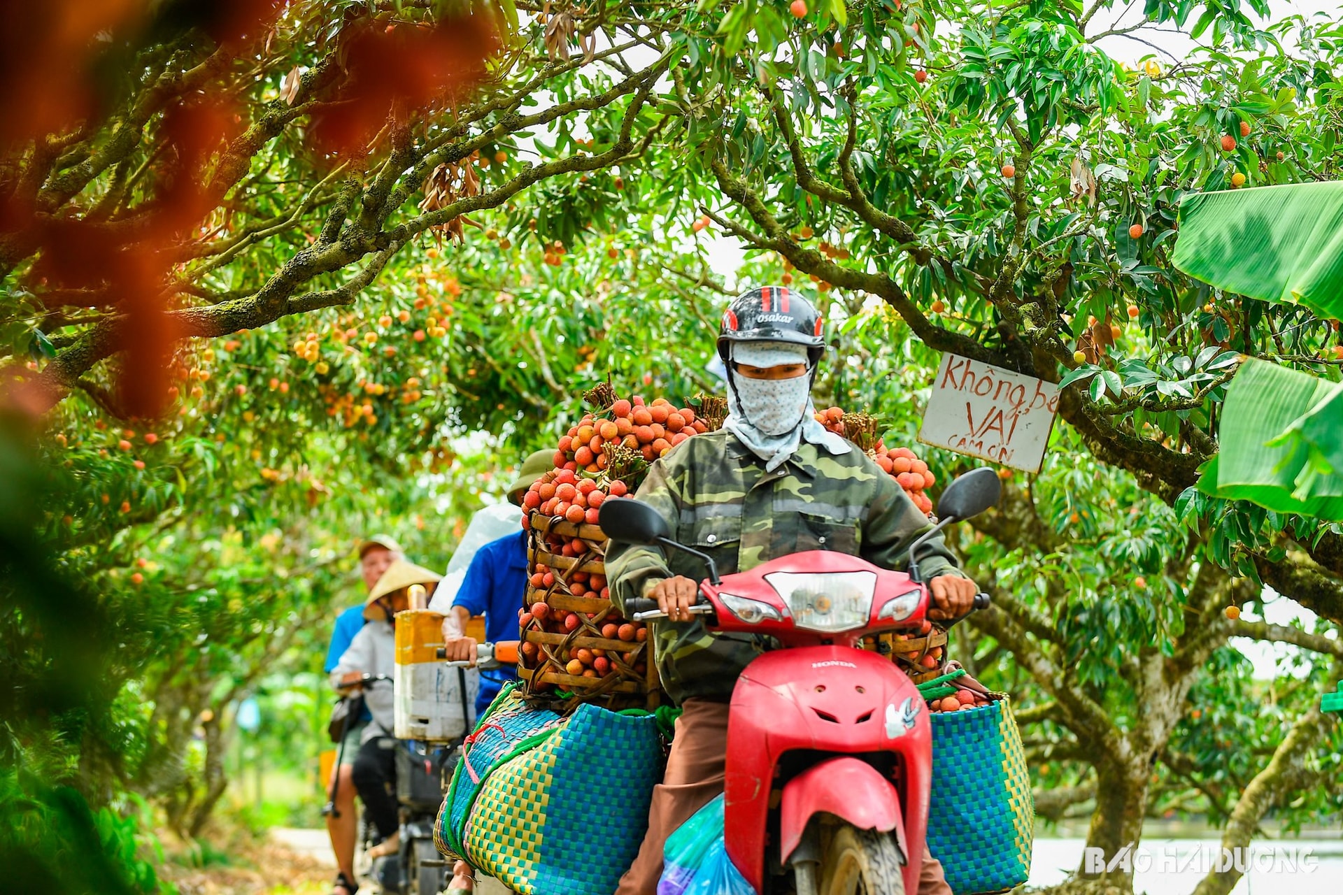 Nhiều hộ dân trong khu Đồng Mẩn tranh thủ thu hoạch nốt vải cuối vụ...