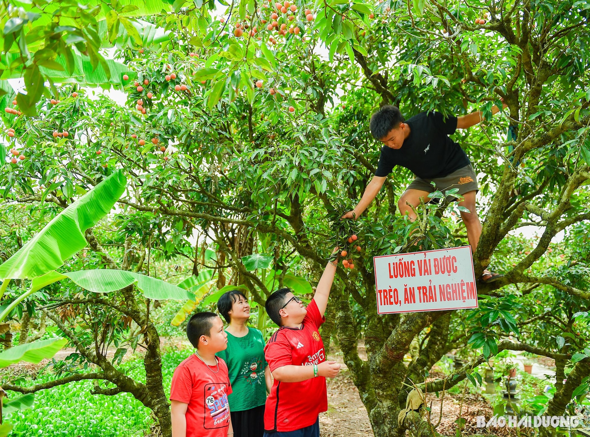 Bên trong khu vườn, các em nhỏ thích thú trèo cây, hái quả, thưởng thức đặc sản vải ngay tại gốc cây