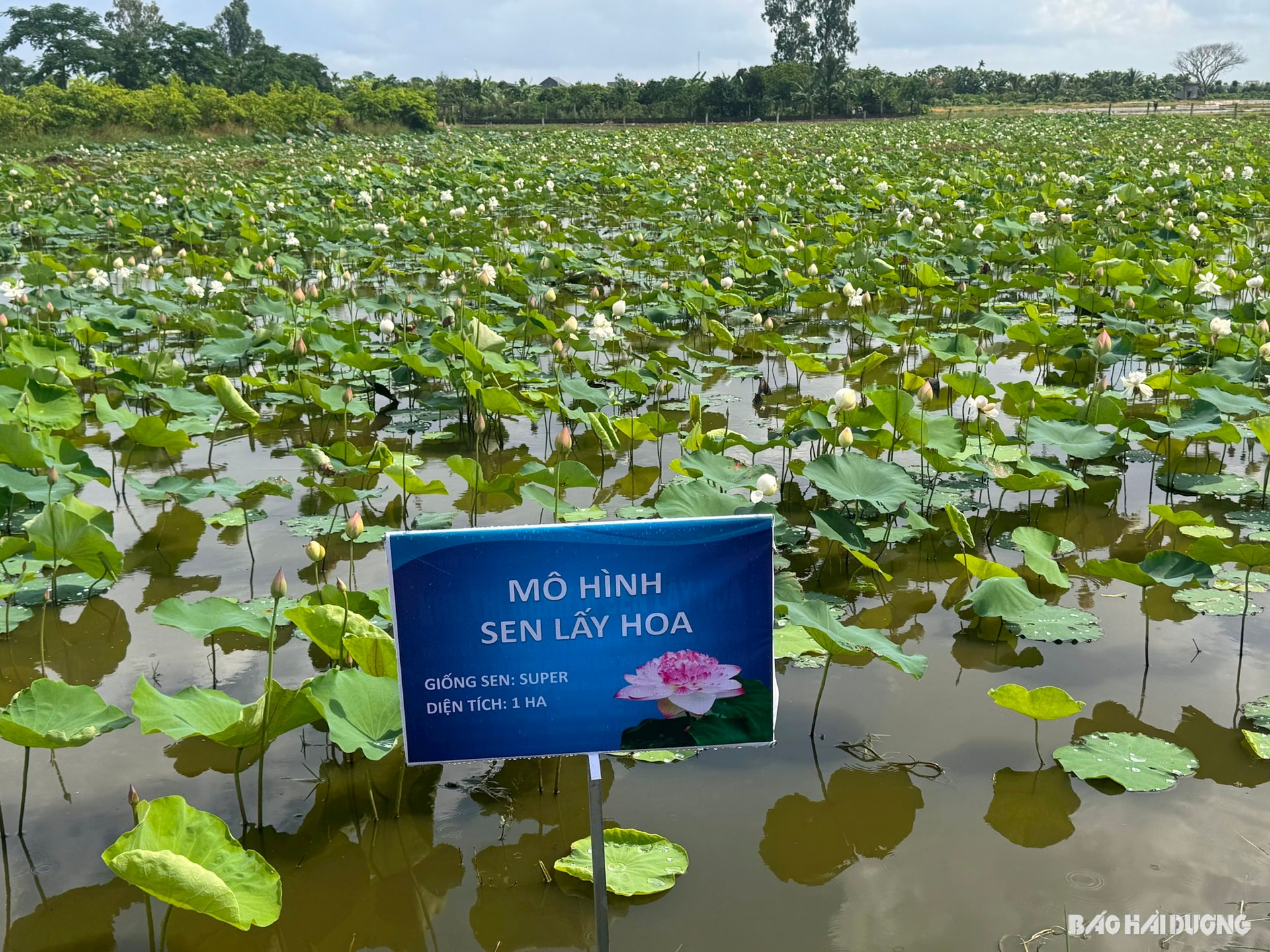 nong - dan 1