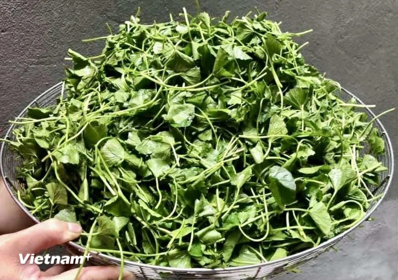 (Ảnh: Vietnam+)