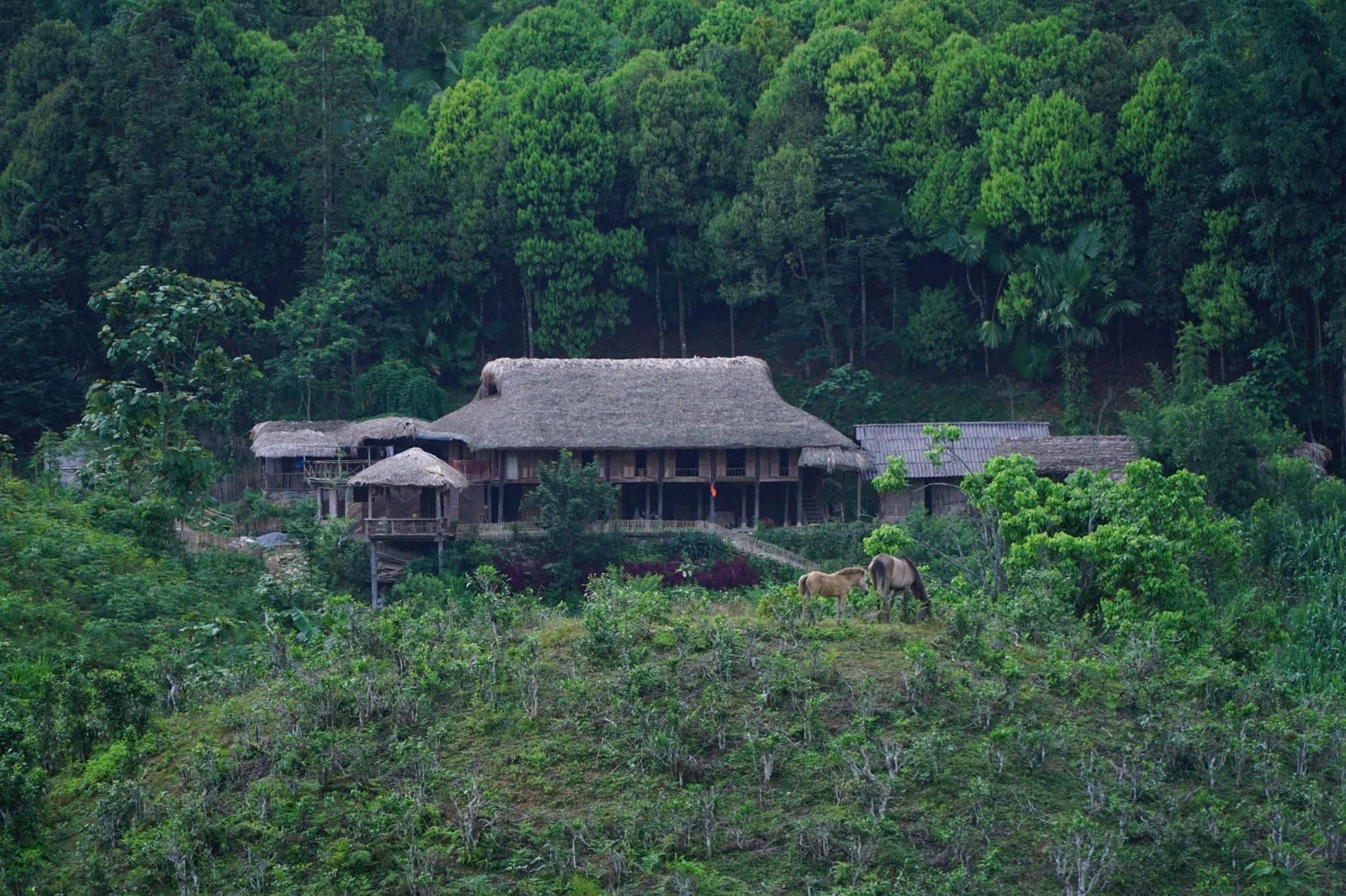 bản liền forest 0.jpg
