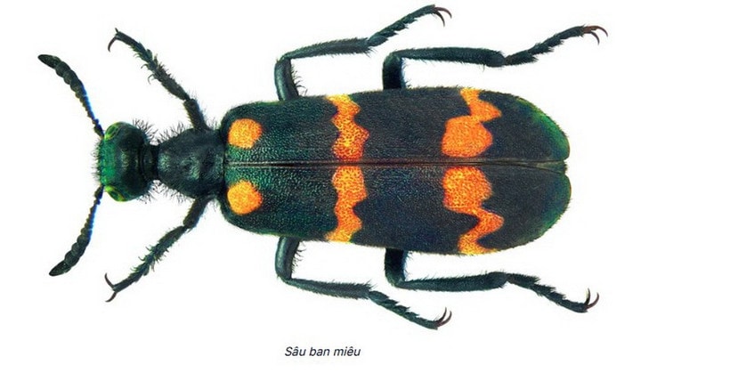 Sâu ban miêu.