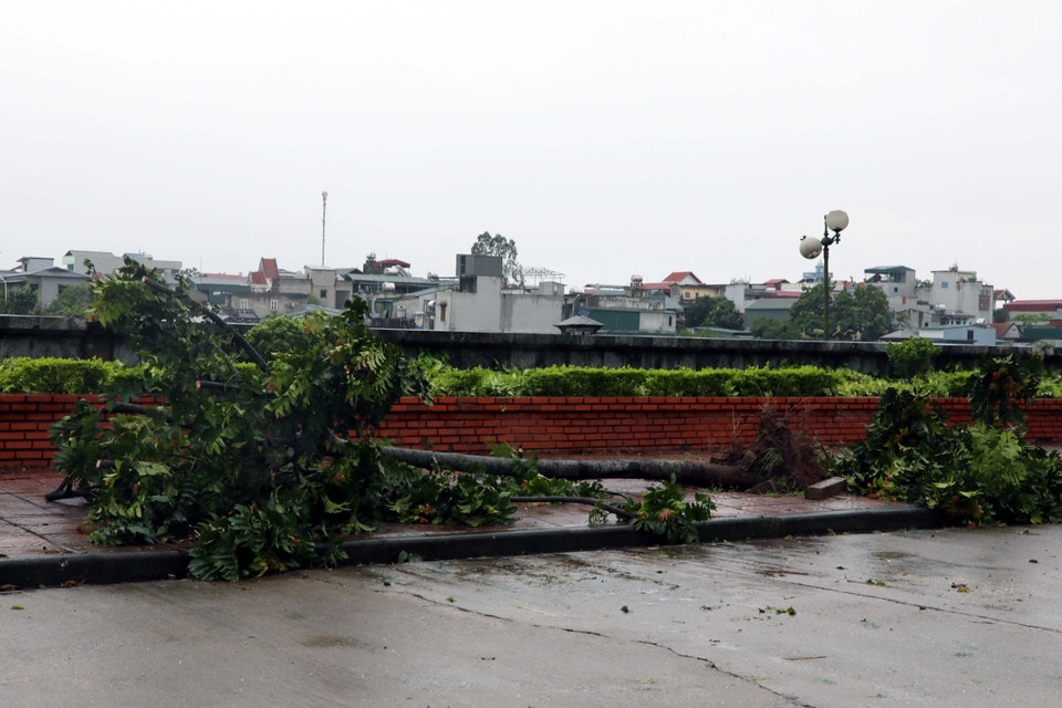 Trees were broken and uprooted by Storm No. 3 in Ninh Binh. (Photo: VNA)