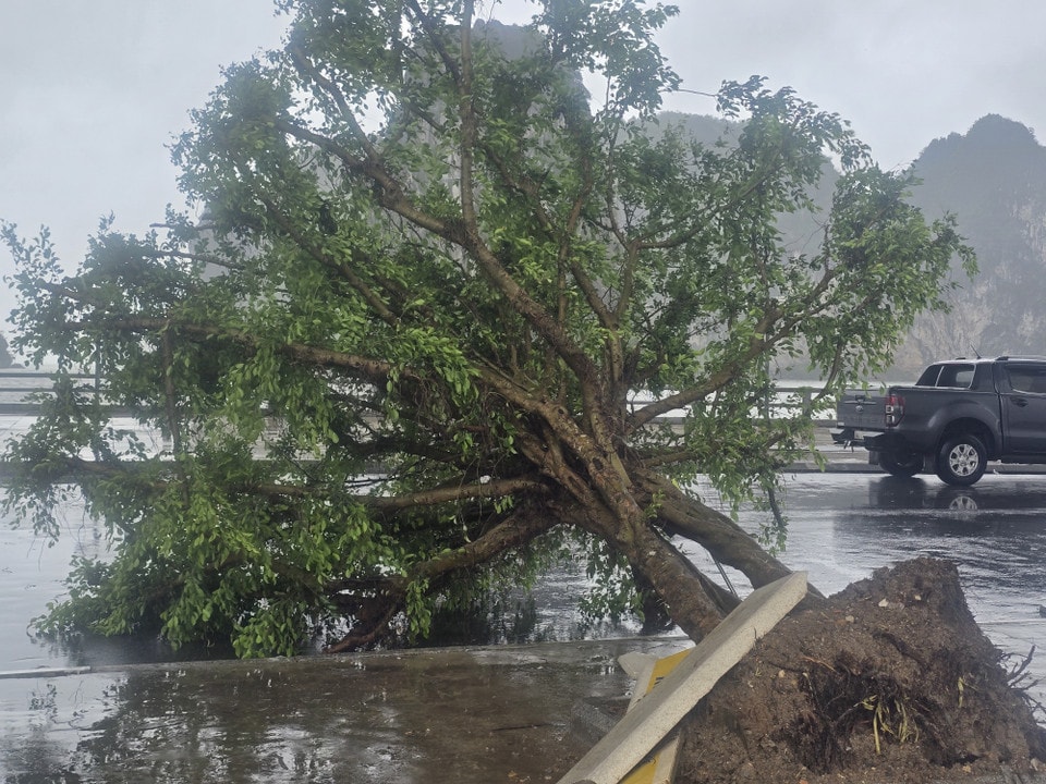 Trees were uprooted by strong winds at October 30 Square, along Ha Long Bay (Quang Ninh province). (Photo: VNA)