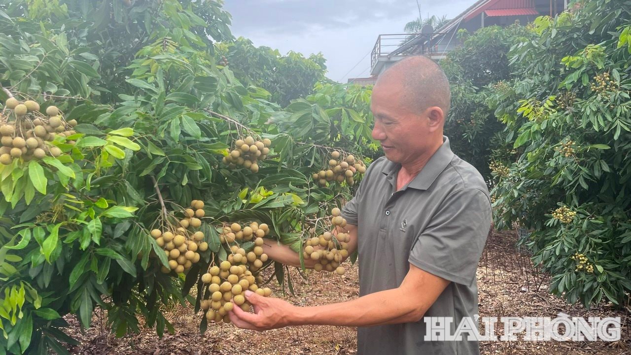 hao-huc-mua-nhan.jpg