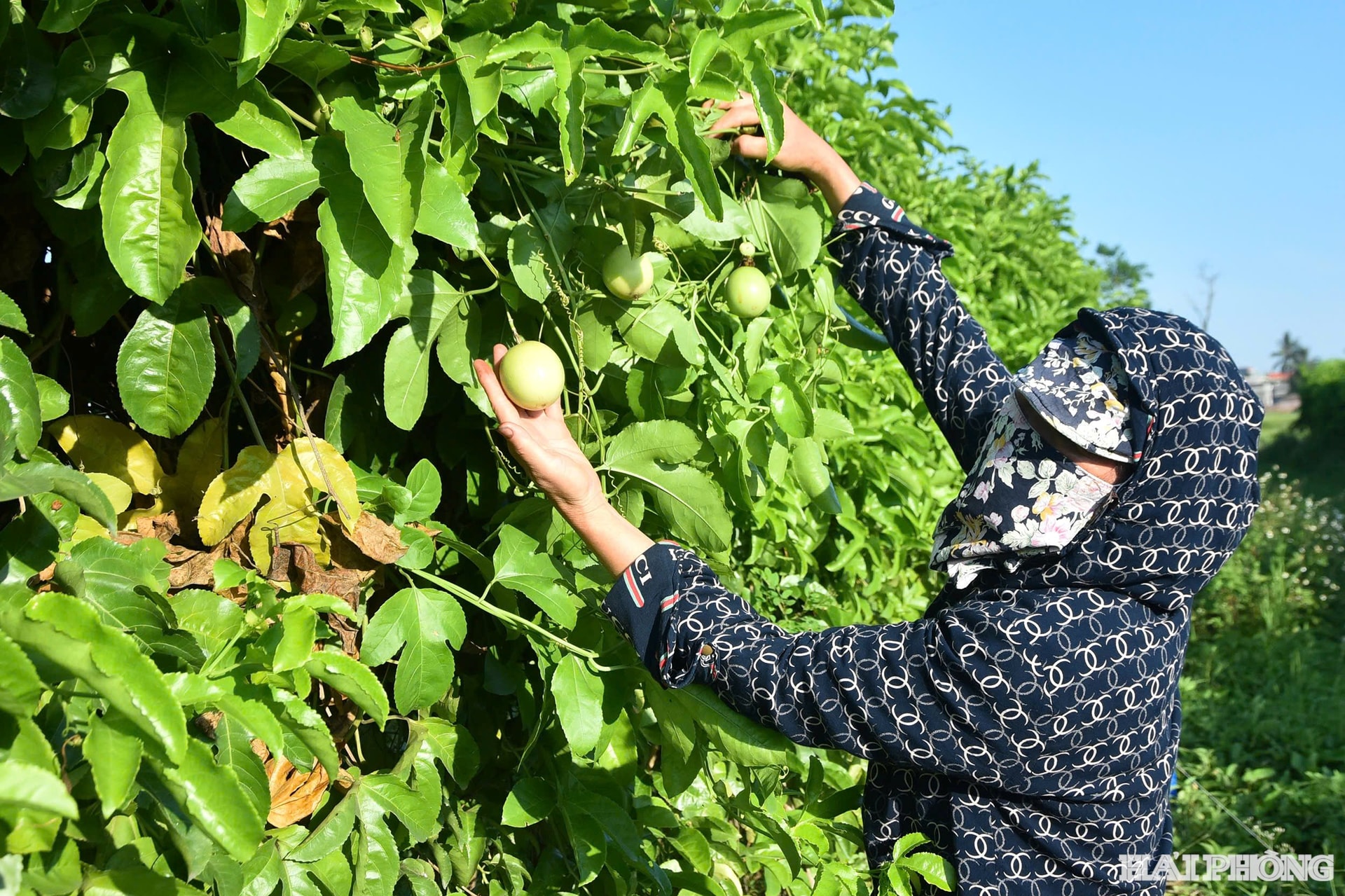 Người dân tưới nước hạ nhiệt quanh nhà để giảm sự oi nóng ngày hè. Ảnh: Trung Kiên.