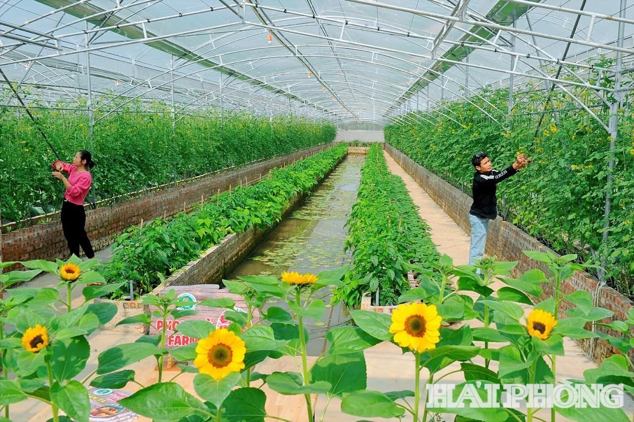 Trang trại Phong Cò kết hợp du lịch sinh thái và nông nghiệp sạch. ẢNH: THÀNH CHUNG