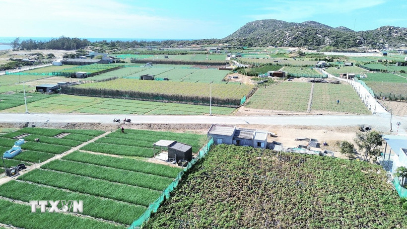Khu vực đất sản xuất nằm trong vùng quy hoạch xây dựng dự án Nhà máy điện hạt nhân Ninh Thuận 2. (Ảnh: Nguyễn Thành/TTXVN)