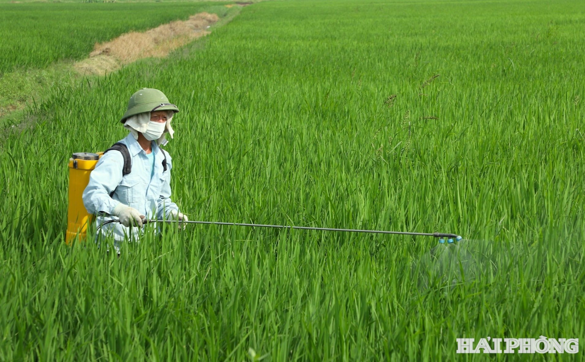 phun-thuoc.jpg