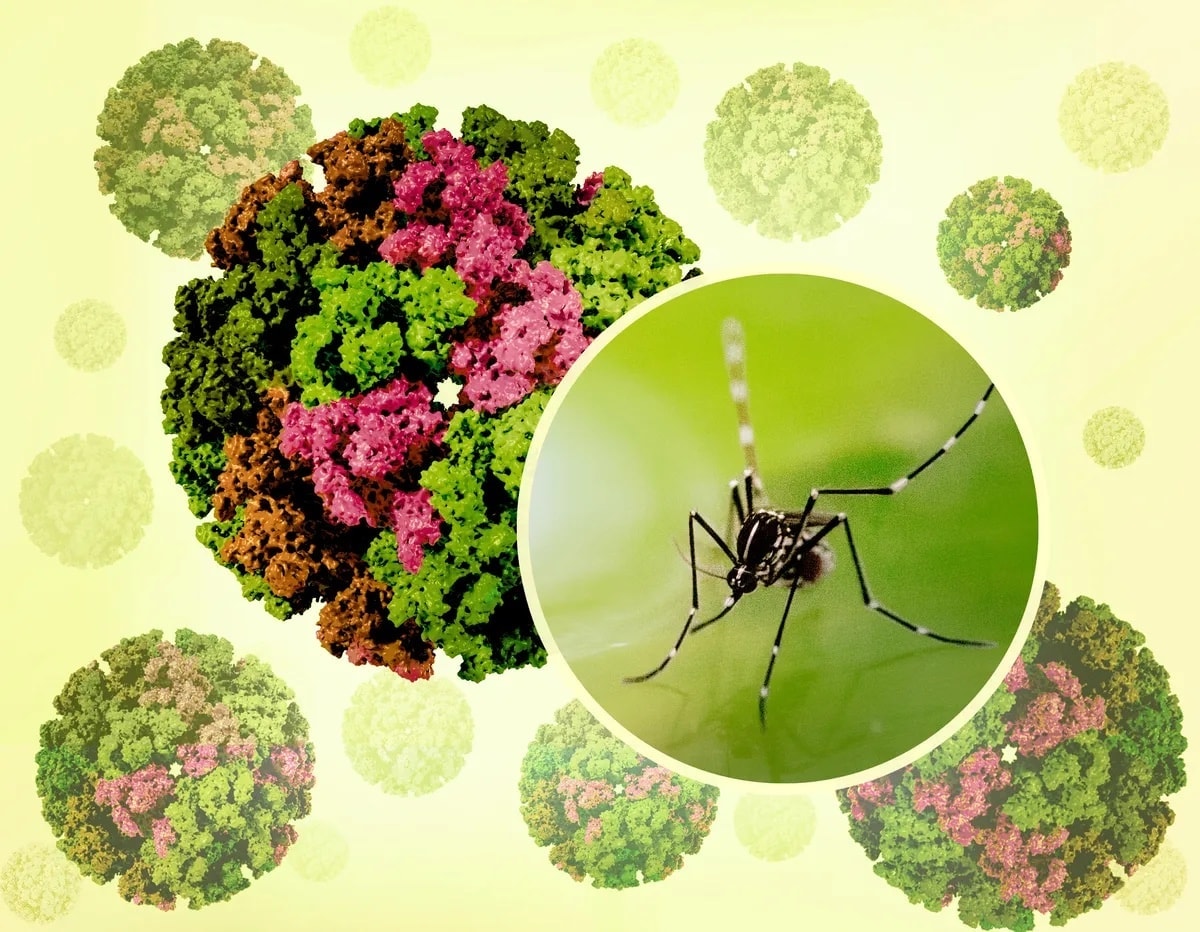 virus-chikungunya.jpg