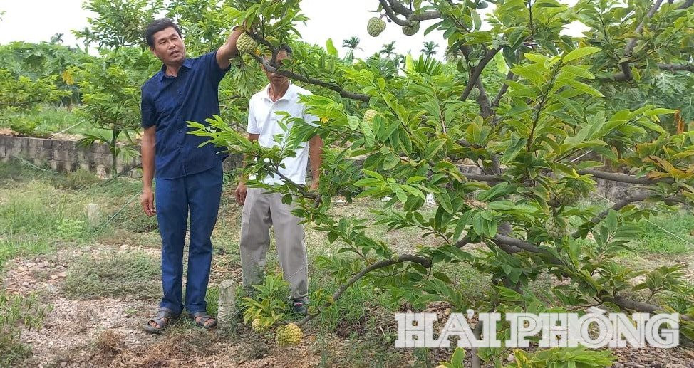 Do ảnh hưởng của bão Yagi, nông dân tích cực chăm bón nhưng sản lượng giảm so với vụ trước