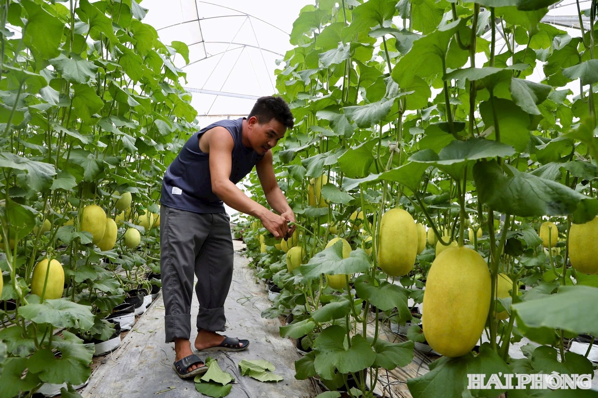 Mô hình nhà màng góp phần giúp các địa phương đạt được tiêu chí về tổ chức sản xuất trong xây dựng nông thôn mới nâng cao và kiểu mẫu