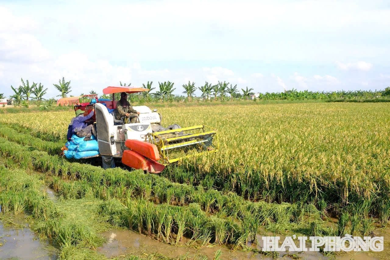 Mô hình trồng lúa kết hợp khai thác rươi trong đồng của người dân xã An Thanh (nay là xã Chí Minh) mang lại hiệu quả kinh tế cao