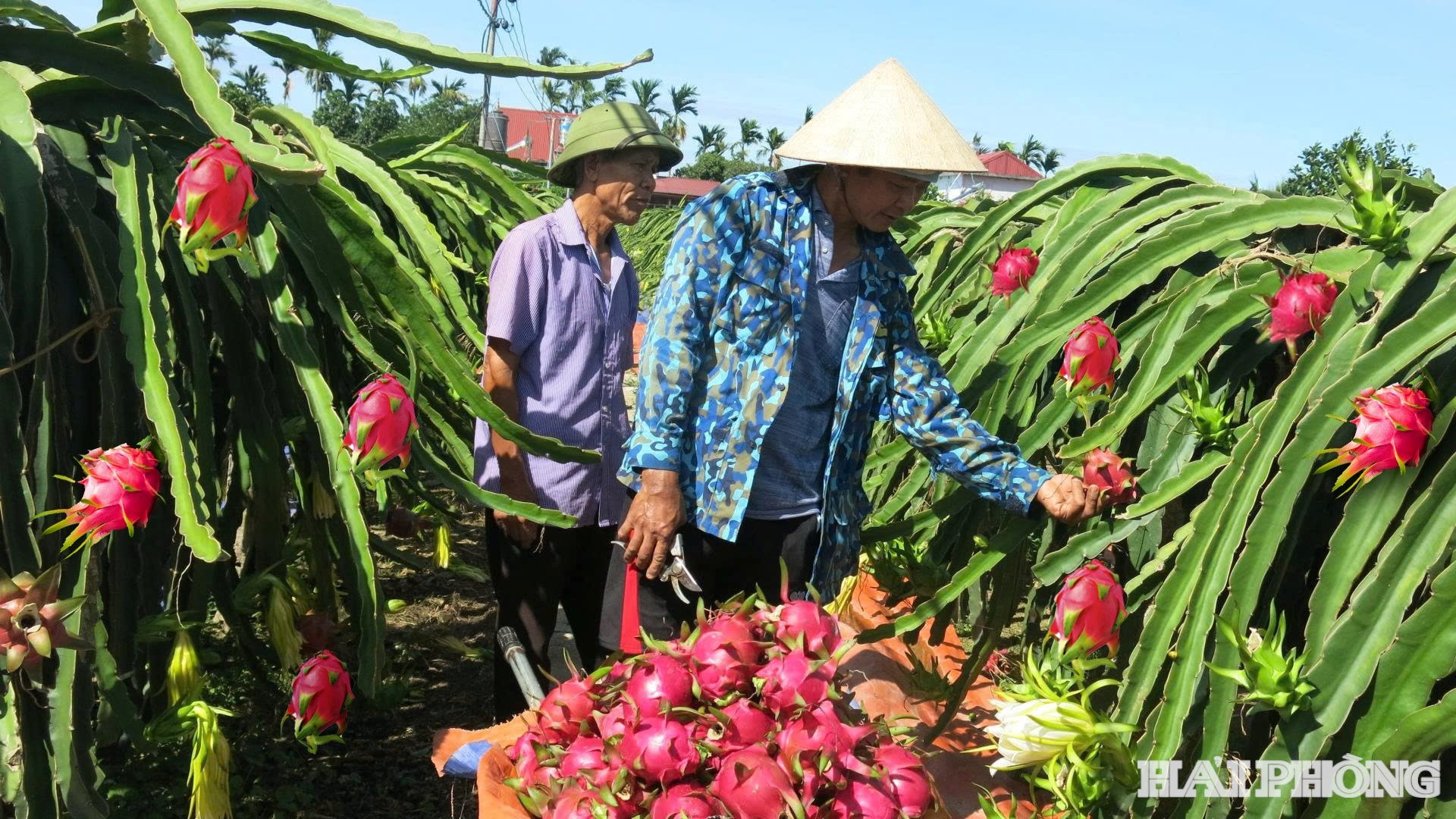 thanh-long-an-truong.jpg