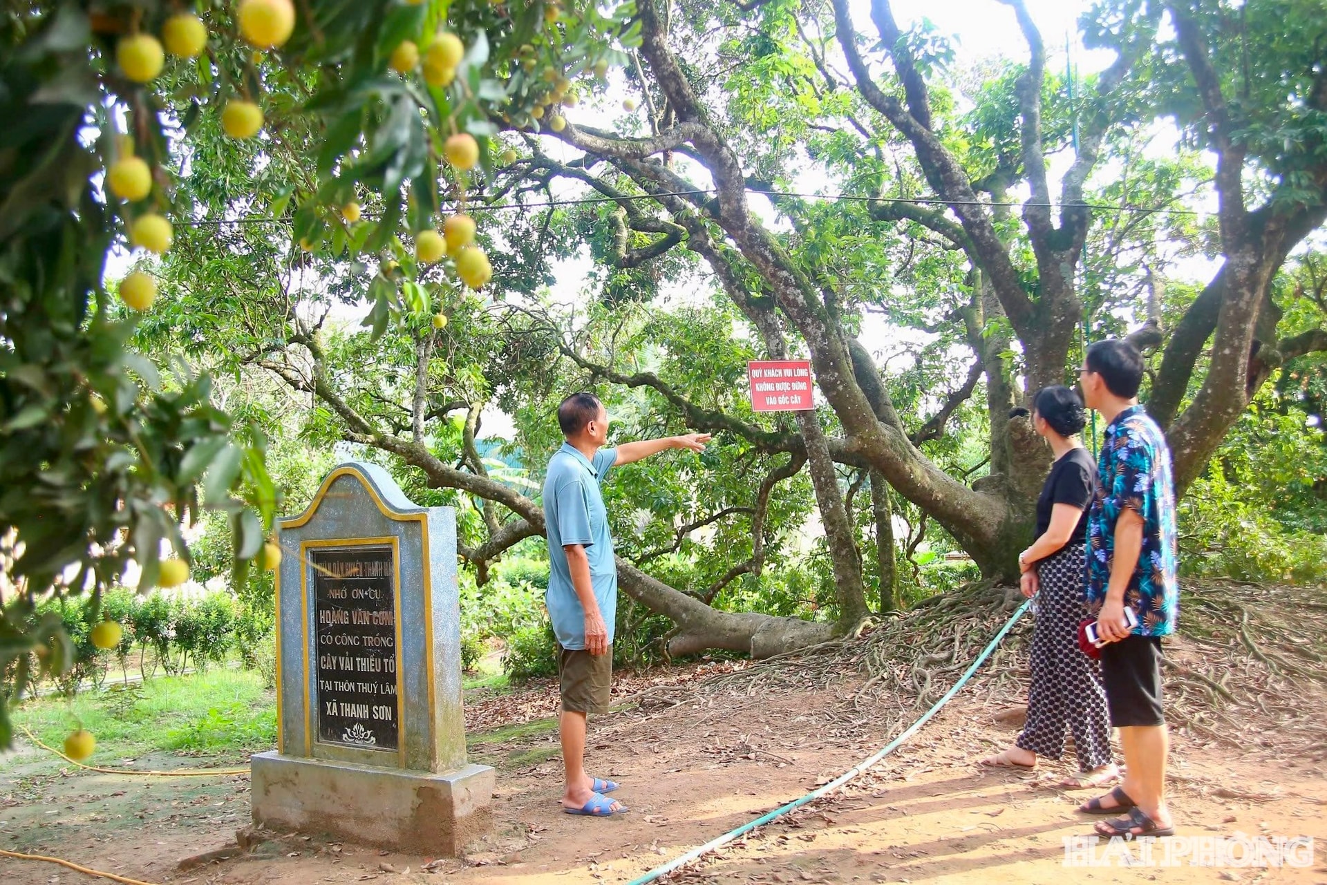 Cây vải tổ thuộc thôn Thuý Lâm, xã Thanh Sơn, huyện Thanh Hà cũ (nay là xã Thanh Hà, thành phố Hải Phòng)