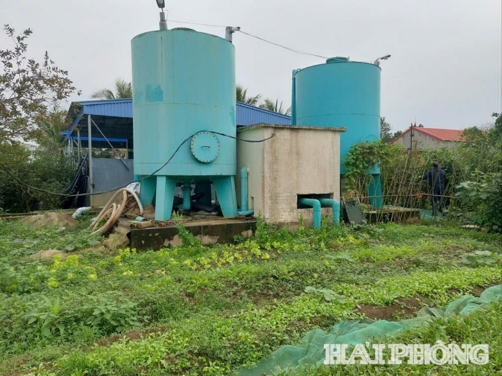 Thanh-luong-water-plant.jpg