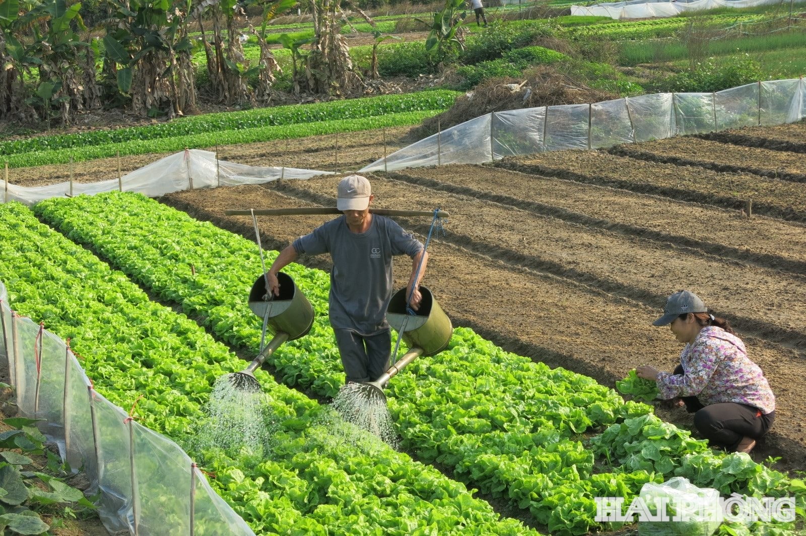 clean-vegetables-for-food.jpg