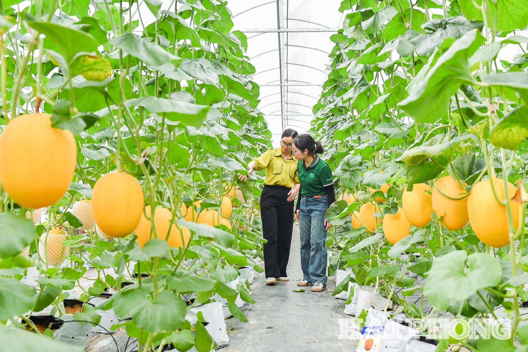 The entire melon growing area in Truong Tan commune has been contracted by the enterprise since the beginning of the season.