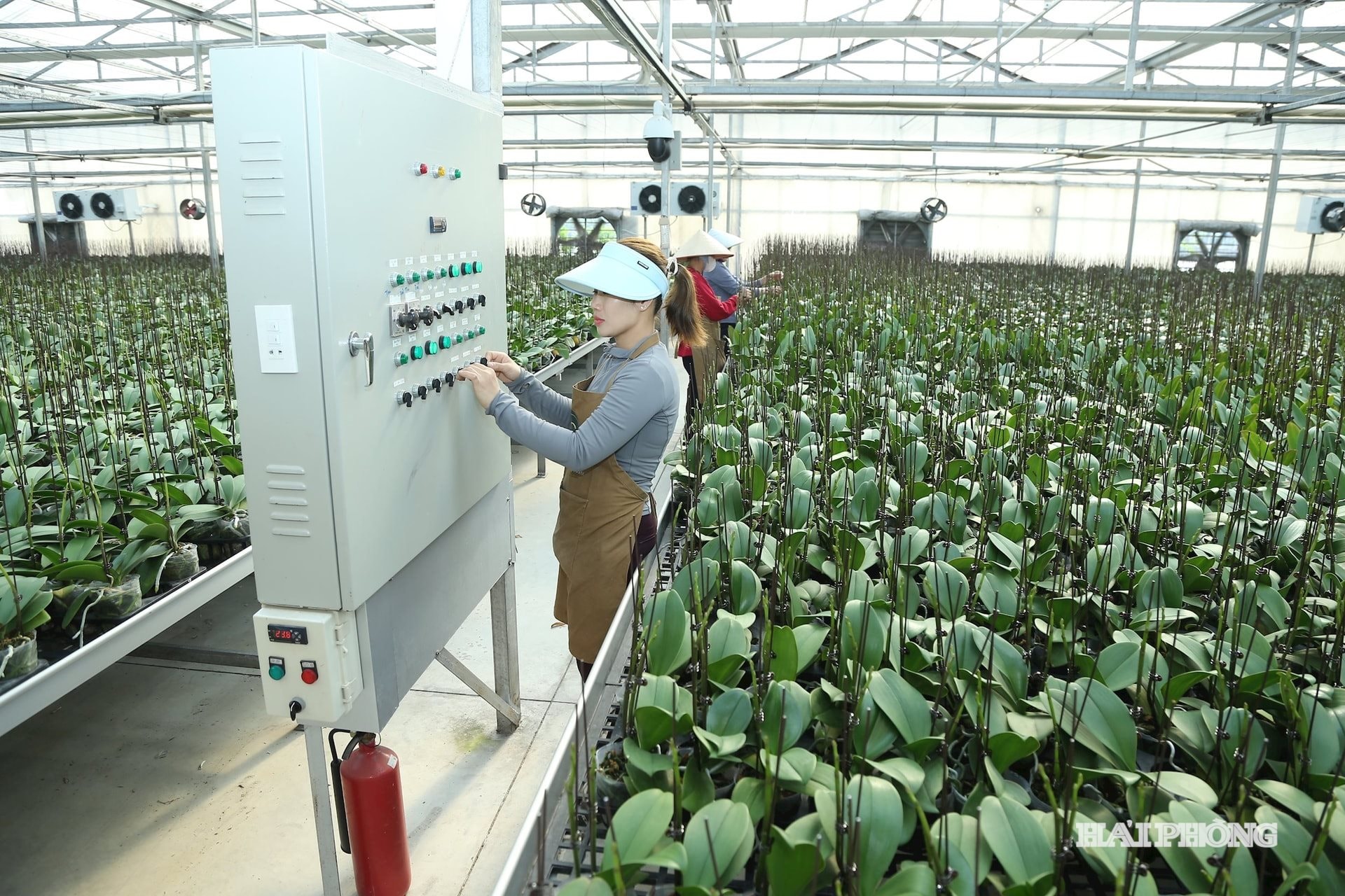 Công ty CP Nông nghiệp công nghệ cao Châu Giang, phường Lưu Kiếm áp dụng các hệ thống chăm sóc, tưới, điều chỉnh nhiệt độ tự động hóa tại nhà kính canh tác hoa