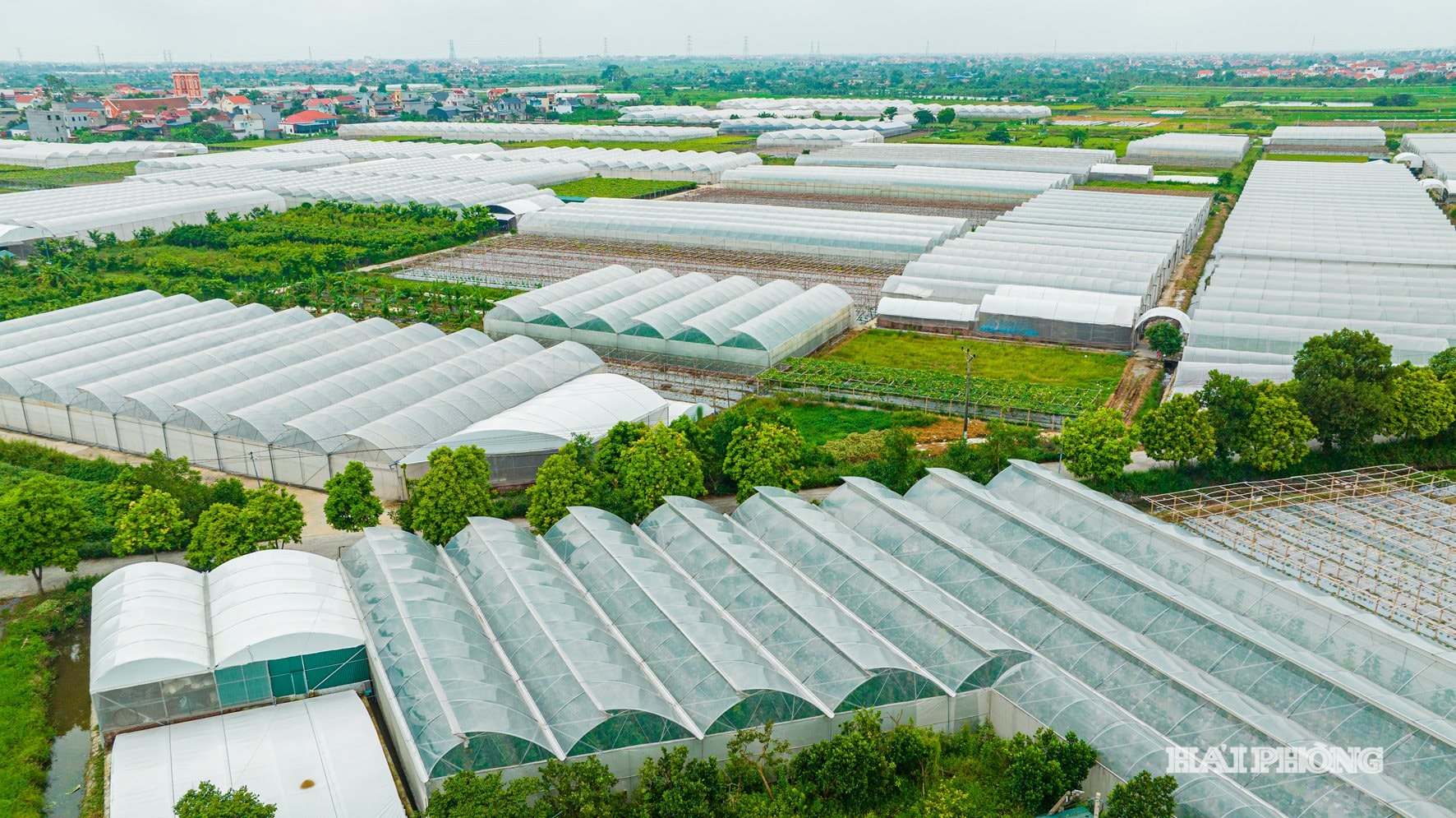 Các khu sản xuất chuyên canh nông nghiệp sử dụng công nghệ nhà màng, nhà lưới ngày càng được phát triển, mở rộng mô hình tại thành phố Hải Phòng.