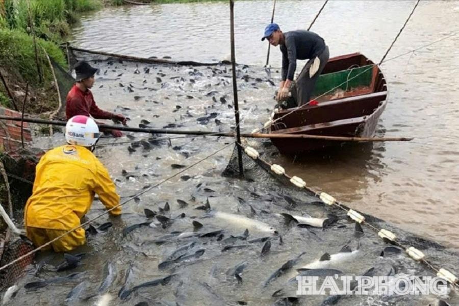 Tištěná fotografie: Obyvatelé obce Kien Hai sklízejí produkty z vodních plodin.
