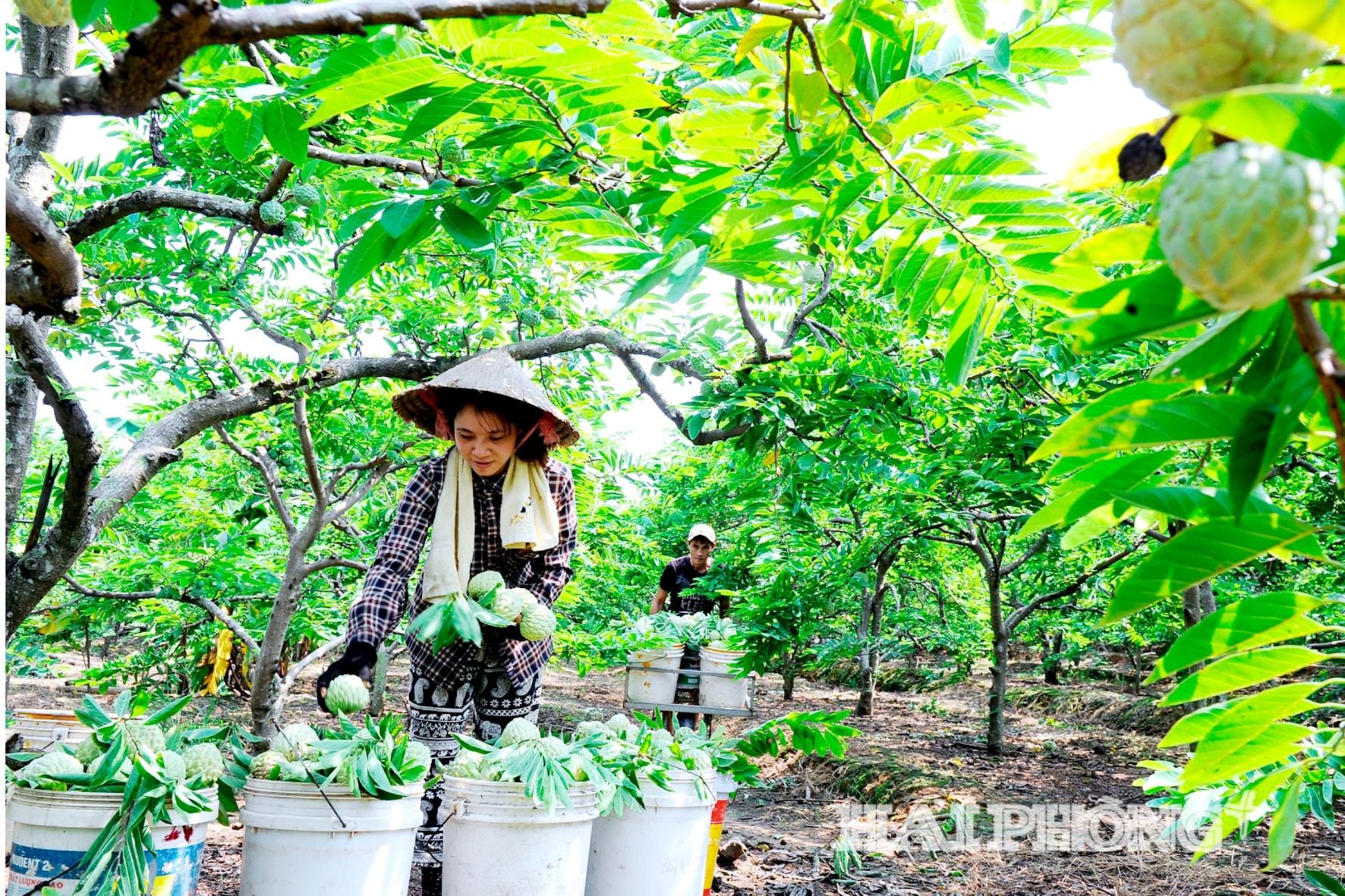 Mặc dù sản lượng na giảm nhẹ nhưng chất lượng và mẫu mã đẹp, nông dân Hải Phòng tiêu thụ na với giá bán ổn định. Ảnh: THÀNH CHUNG