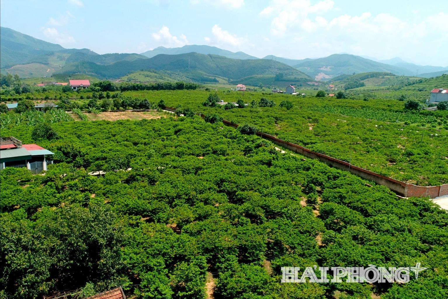 Thành phố Hải Phòng có 1.640 ha trồng na, tập trung chủ yếu ở khu vực phía tây.