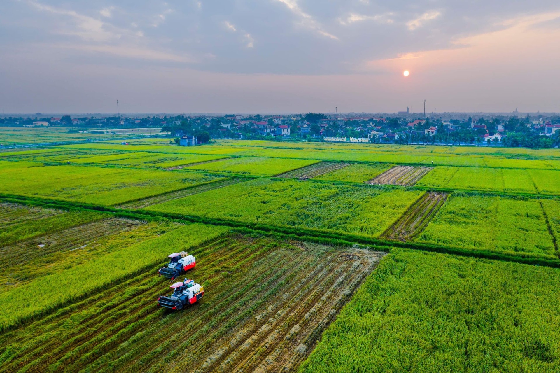 nong-nghiep-hai-phong.jpg